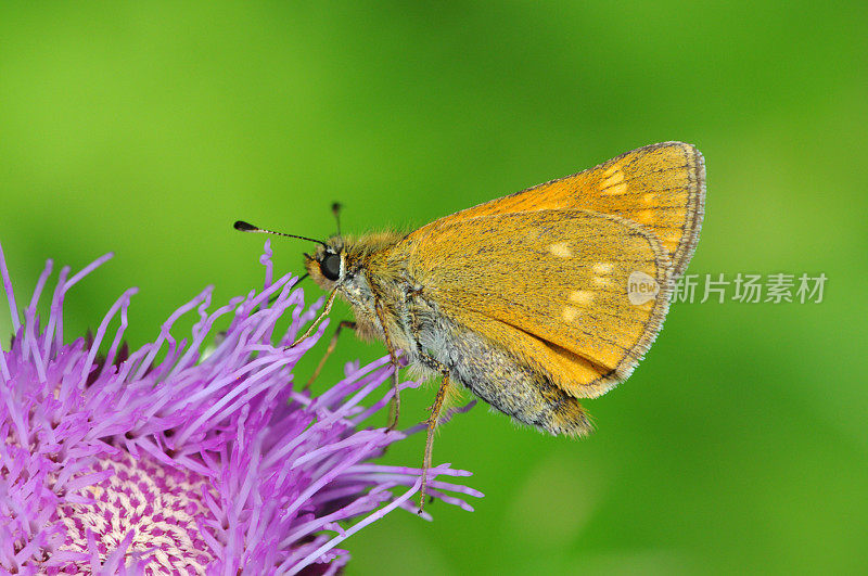 大Skipper (Ochlodea sylvanus)